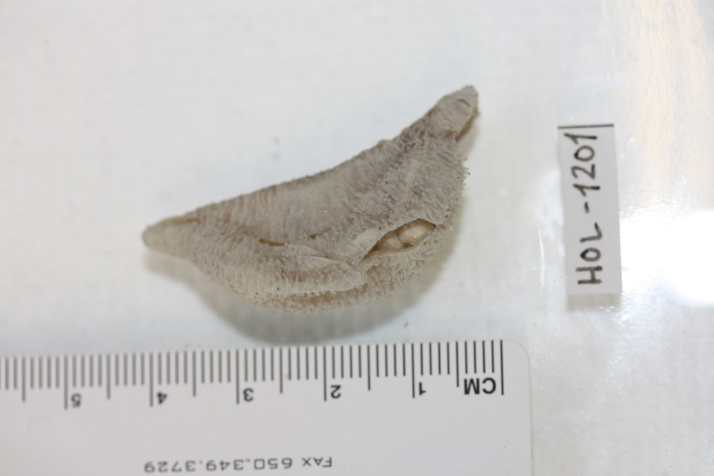 Euthyonidiella destichada image