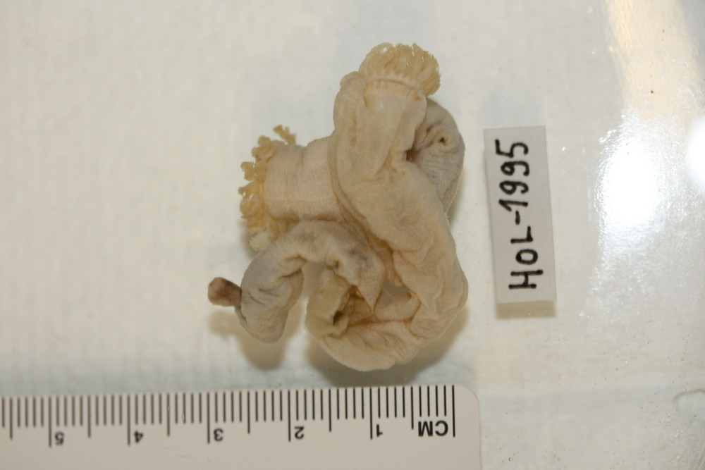 Polyplectana oculata image