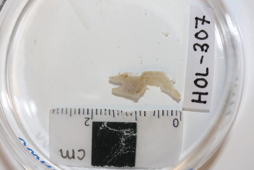 Echinocucumis hispida image