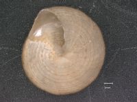 Calliostoma pulchrum image