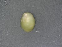Smaragdia viridis image