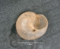 Pupisoma dioscoricola image