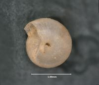Pupisoma dioscoricola image