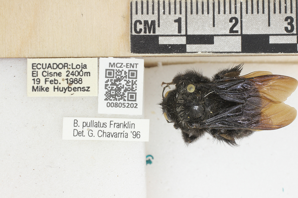 Bombus pullatus image