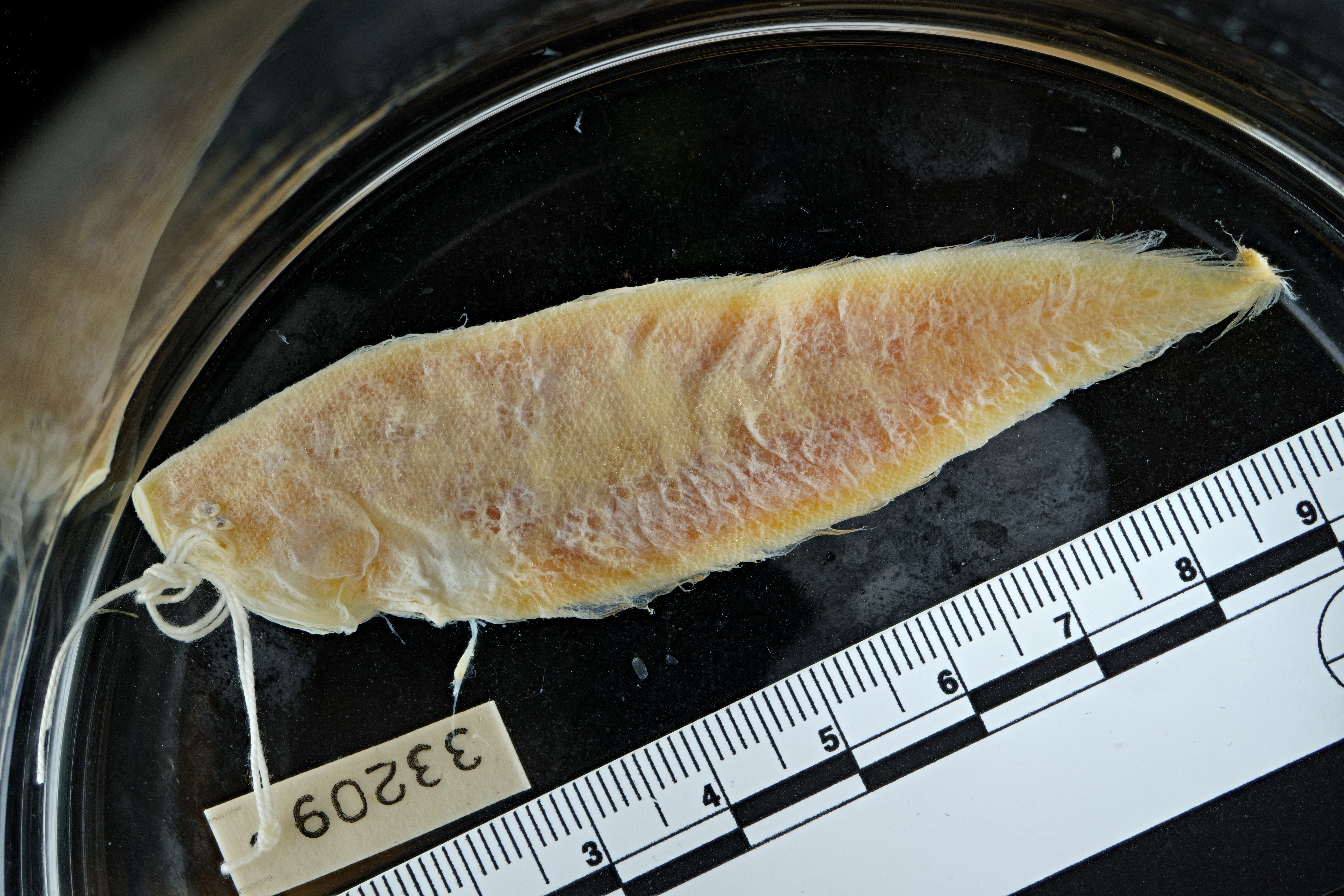 Onefin tonguesole (Cynoglossus monopus) — Cynoglossidae