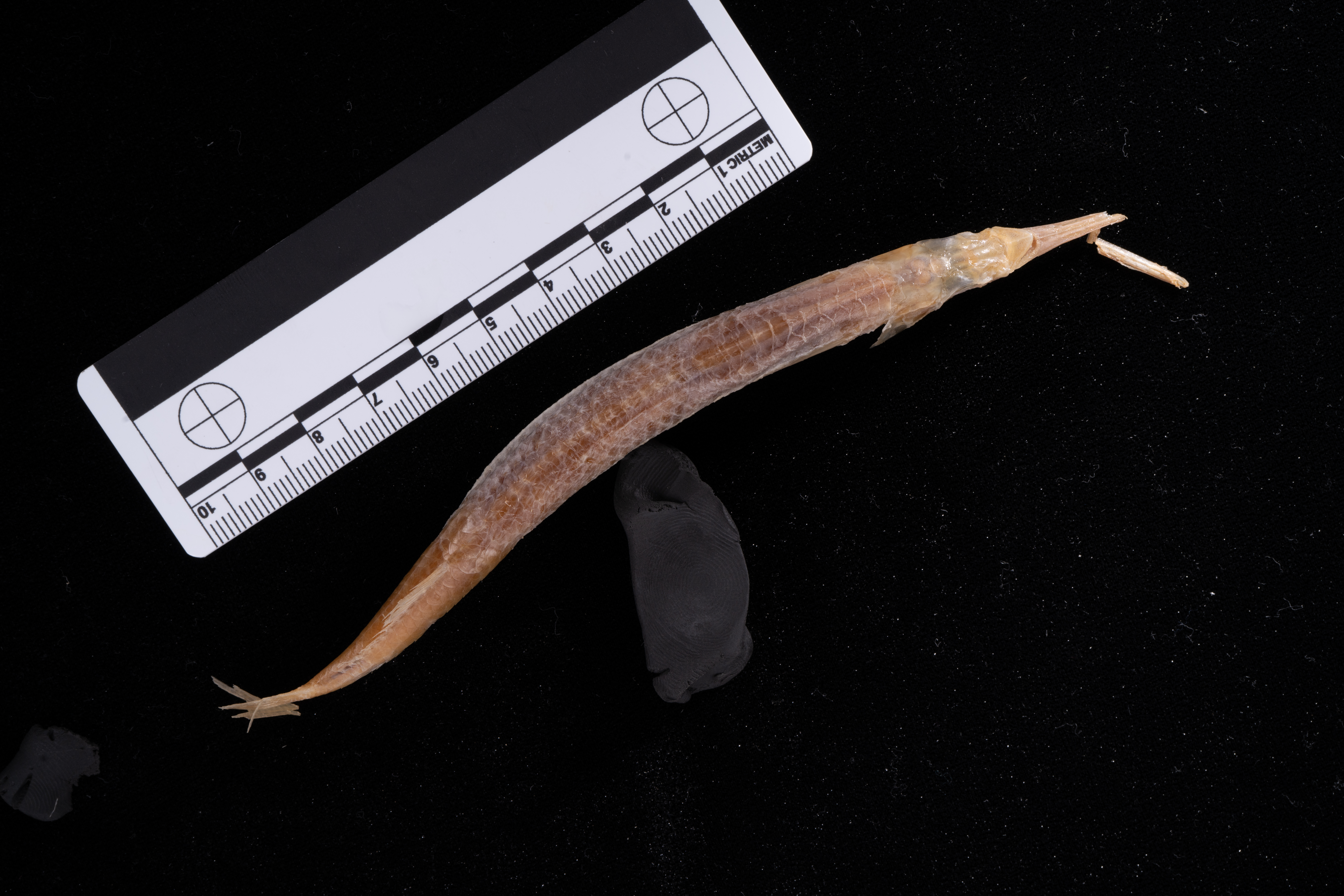 Blackfin halfbeak (Hyporhamphus melanopterus) — Hemiramphidae