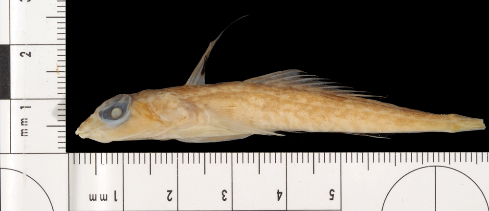 Palefin dragonet (Synchiropus goodenbeani) — Callionymidae