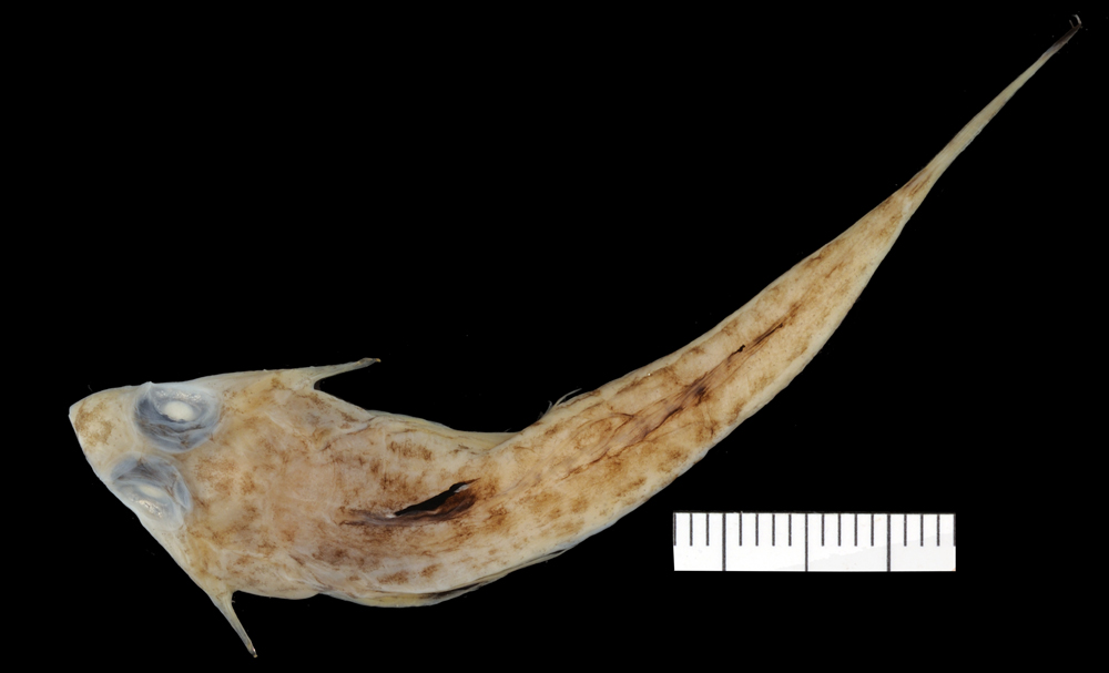 Palefin dragonet (Synchiropus goodenbeani) — Callionymidae — 3