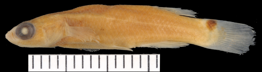 Brown rivulus (Rivulus cylindraceus) — Rivulidae — 2