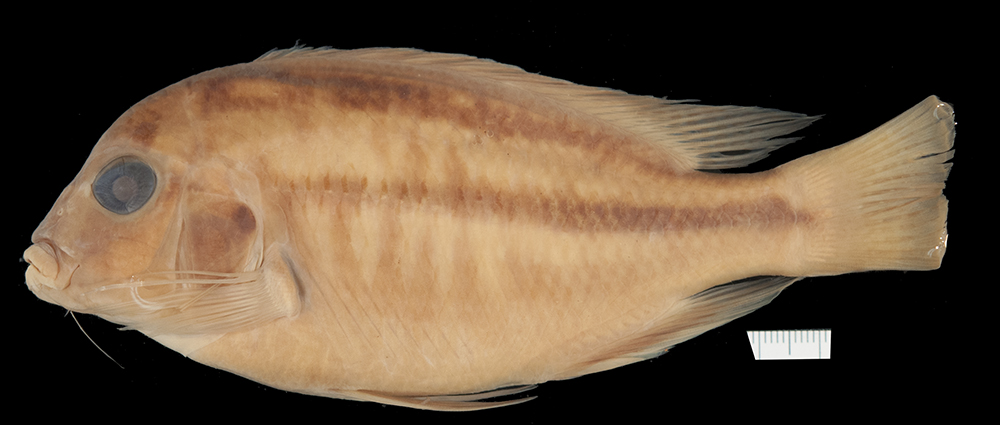 Bream (Chilotilapia rhoadesii) — Cichlidae