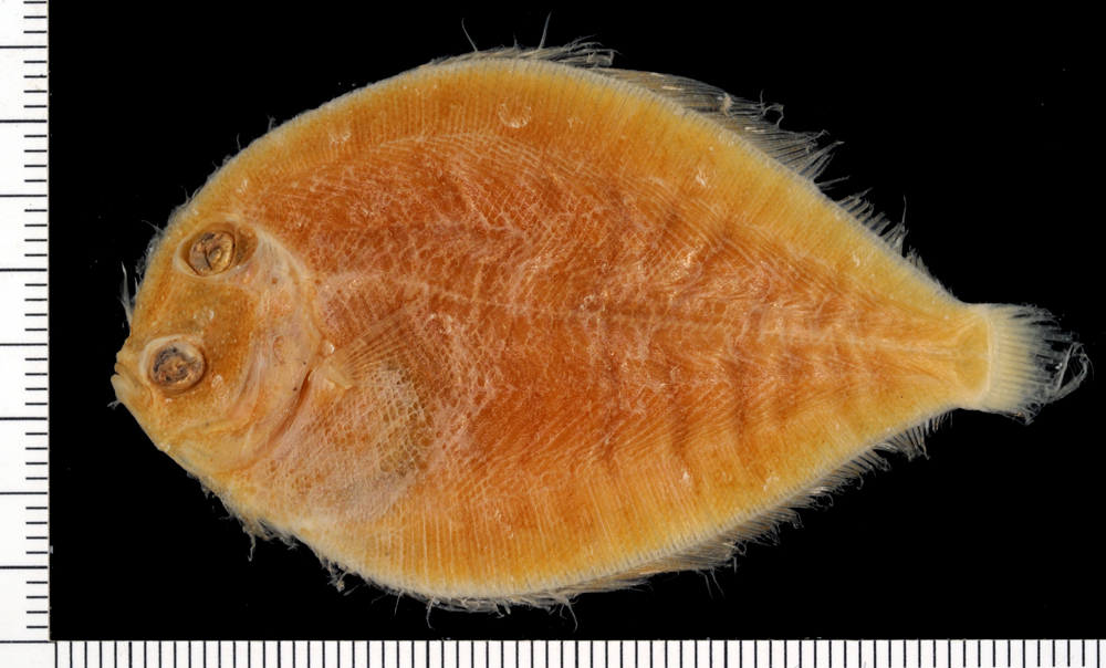 Pacific eyed flounder (Bothus constellatus) — Bothidae — 3