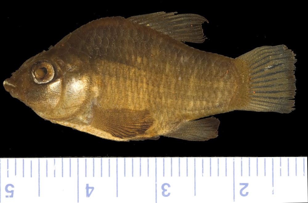Cuban pupfish (Cyprinodon riverendi) — Cyprinodontidae — 3