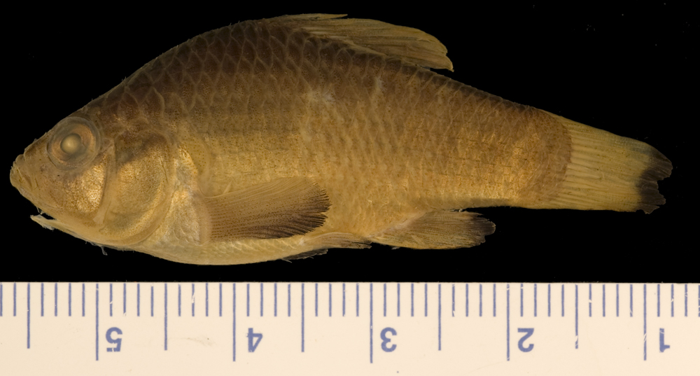 Cuban pupfish (Cyprinodon riverendi) — Cyprinodontidae — 2