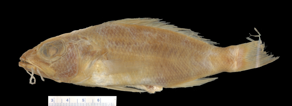 Twospot sea bass (Centropristis fuscula) — Serranidae — 3