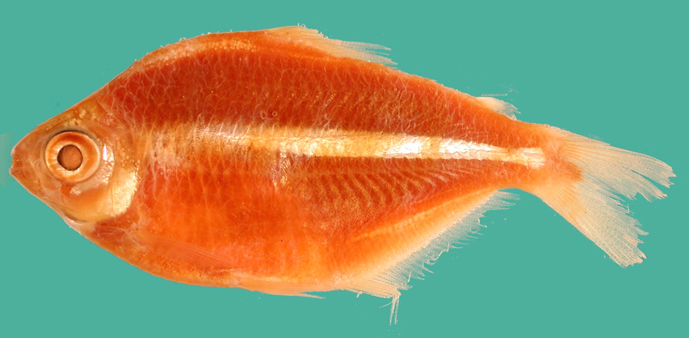 Moenkhausia jamesi — Characidae — 2
