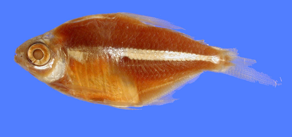 Moenkhausia jamesi — Characidae — 3
