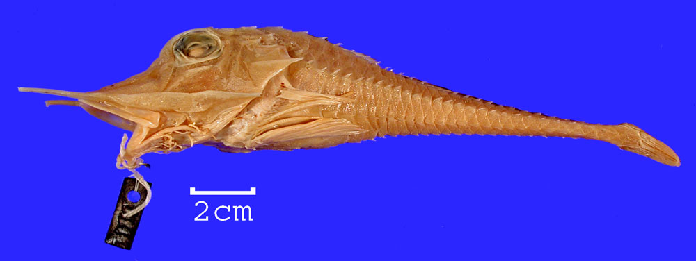 Longsnout armoured gurnard (Peristedion longispatha) — Peristediidae