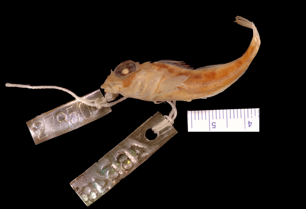 Pit-head sculpin (Icelinus cavifrons) — Cottidae — 2