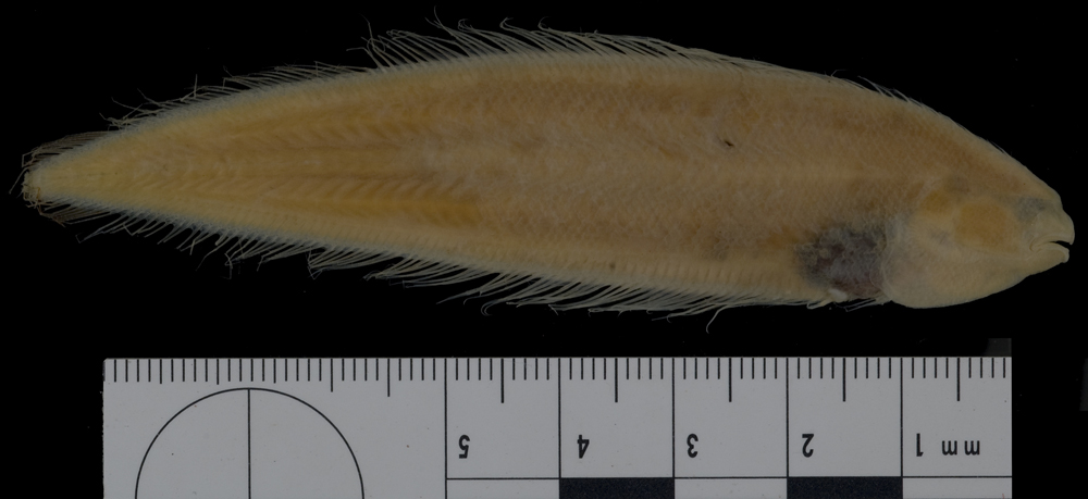 Margined tonguefish (Symphurus marginatus) — Cynoglossidae