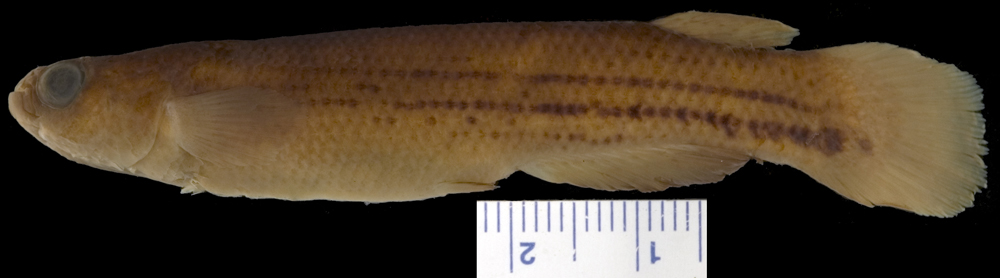 Waimacu-killivis (Anablepsoides waimacui) — Rivulidae — 4