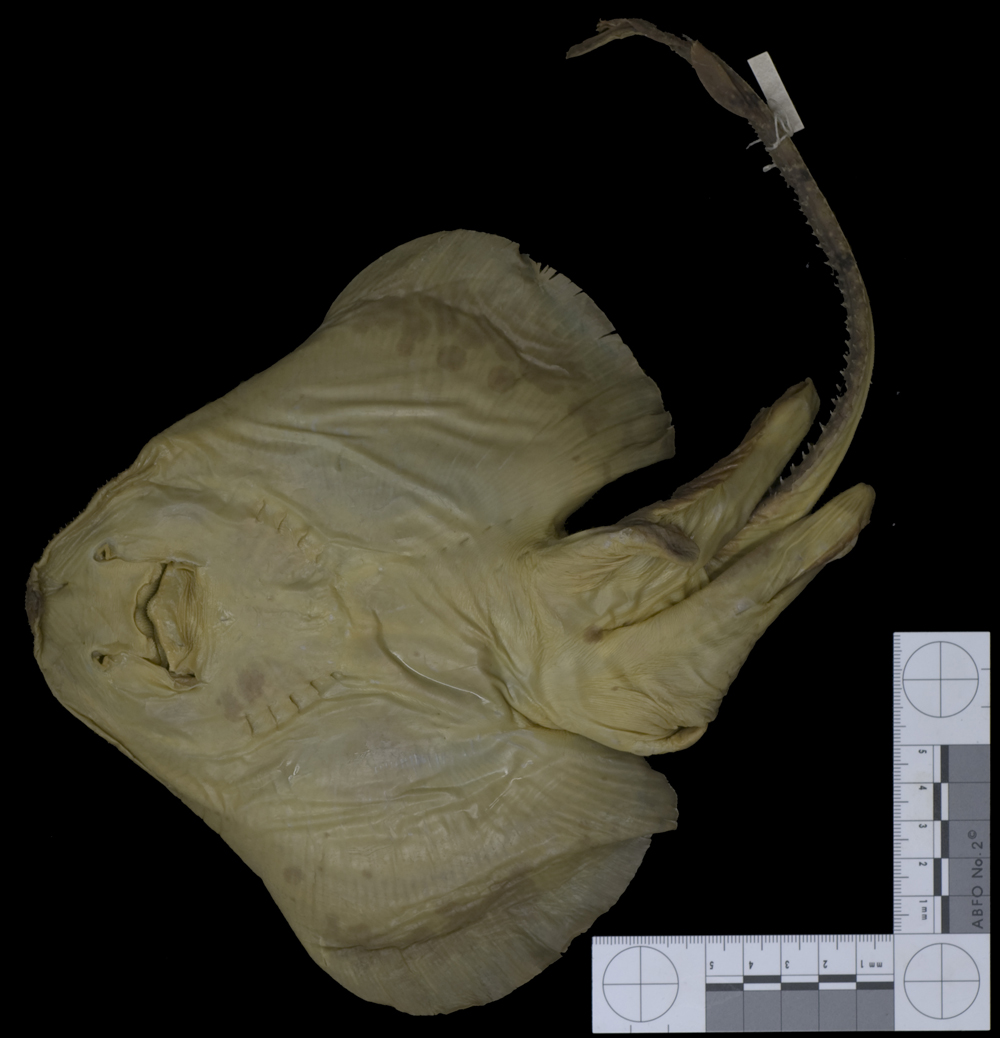 Virginia skate (Leucoraja virginica) — Rajidae