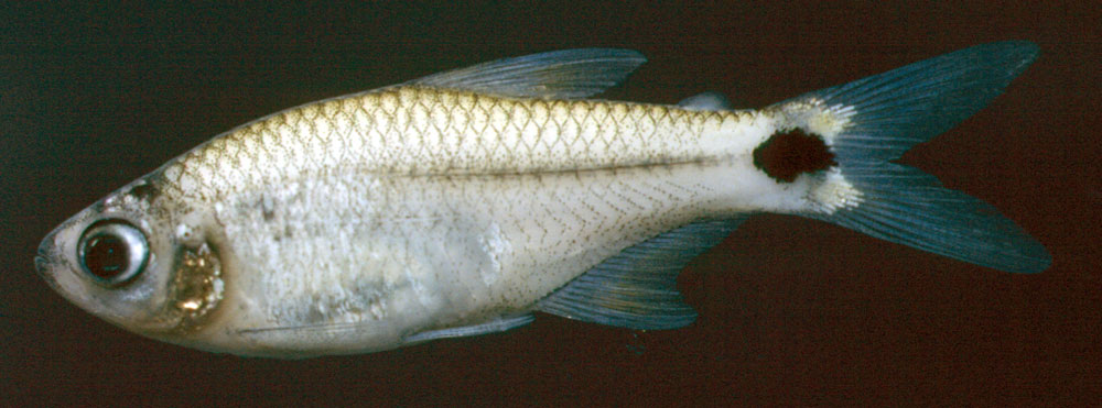 Gorgona-tetra (Compsura gorgonae) — Characidae — 2