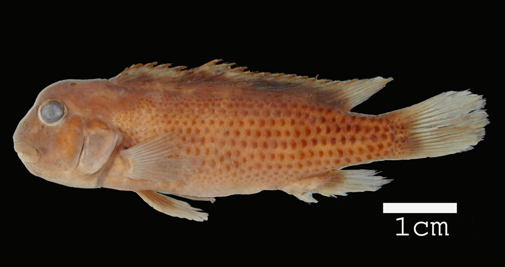 Ubangi lionhead cichlid (Steatocranus ubanguiensis) — Cichlidae
