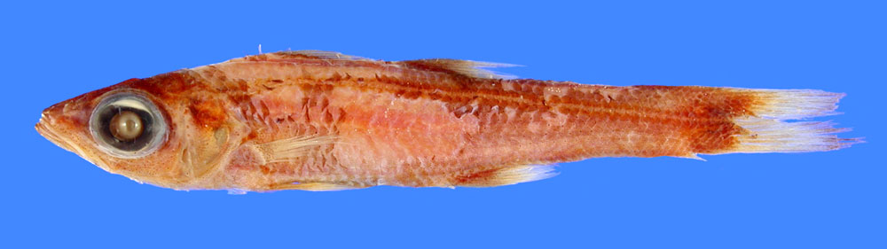 Bigeye cardinalfish (Epigonus pectinifer) — Epigonidae — 2