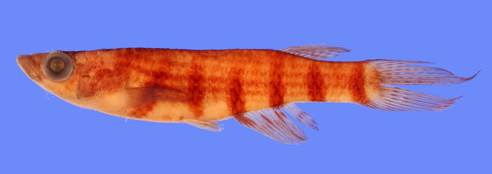 Vuurkop-panchax (Epiplatys phoeniceps) — Nothobranchiidae — 2