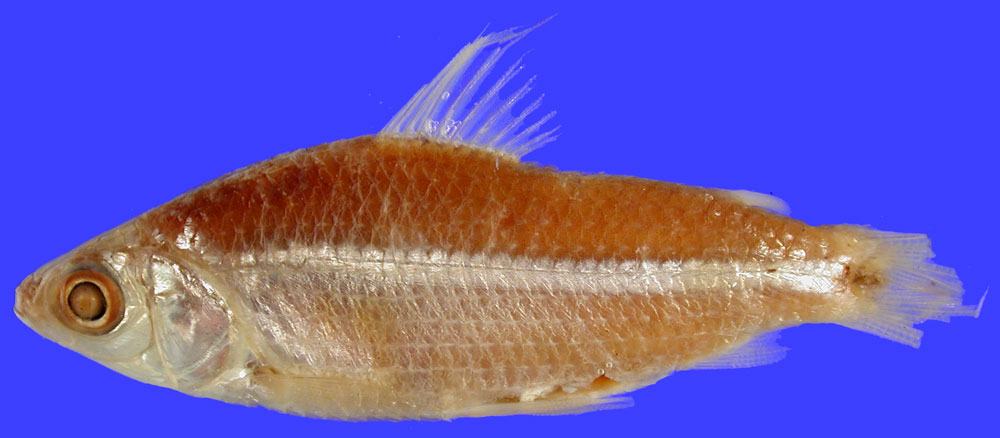 Curimatid (Cyphocharax spiluropsis) — Curimatidae