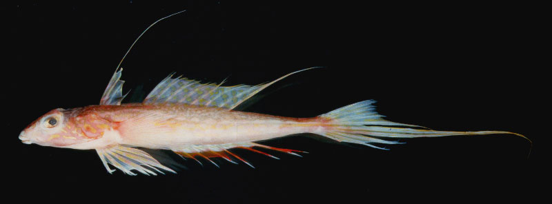 Palefin dragonet (Synchiropus goodenbeani) — Callionymidae — 2